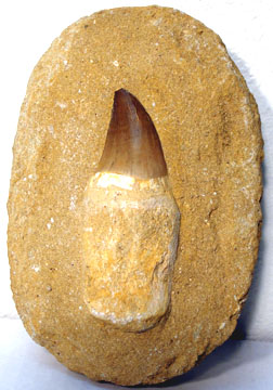 mososaraus tooth.jpg